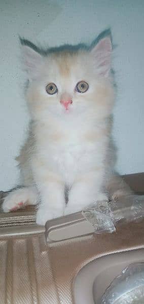 triple coated female Persian kittens 2