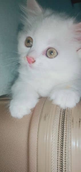 triple coated female Persian kittens 3