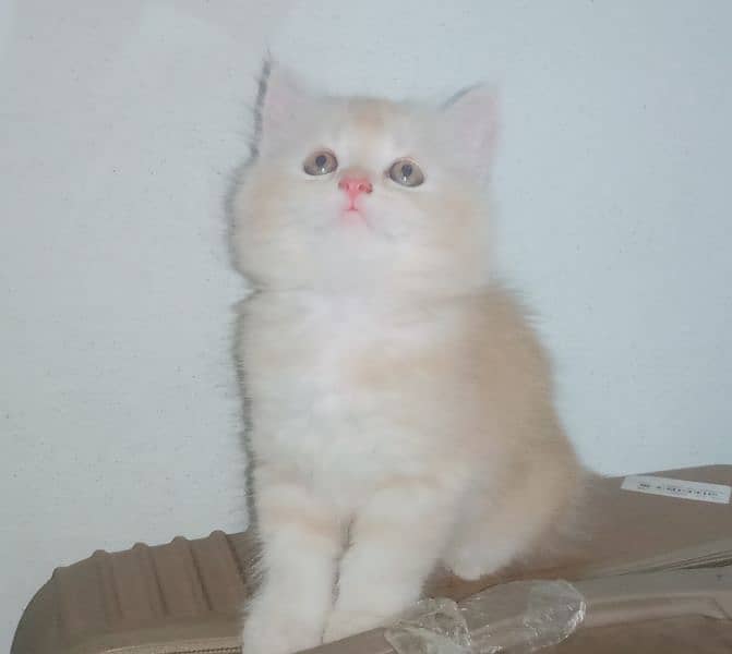 triple coated female Persian kittens 4