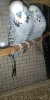 exhibition breeder male australian budgie 0