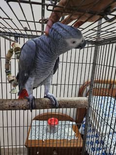 african grey parrot