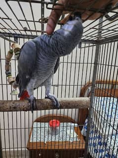 african grey parrot