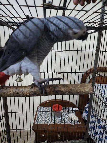 african grey parrot 2