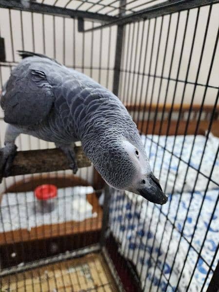 african grey parrot 3