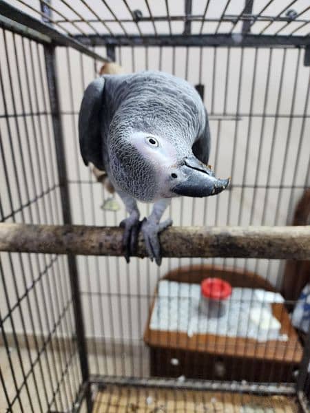 african grey parrot 4