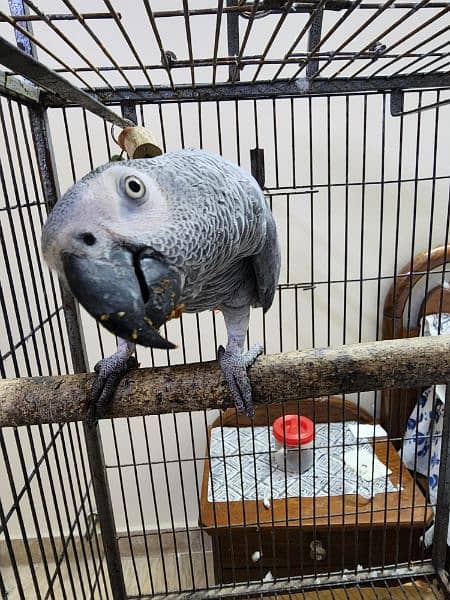african grey parrot 5