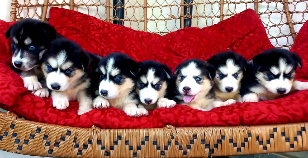 Playful blue eyed husky male and female puppy 4