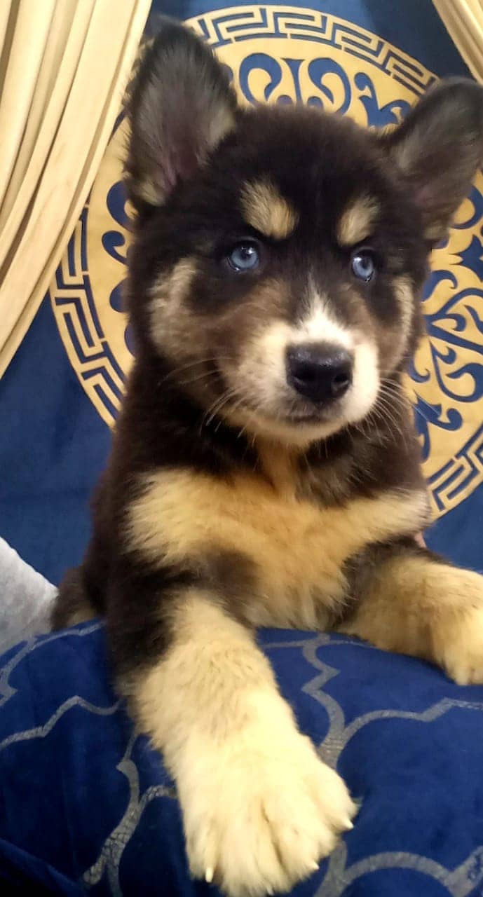 Playful blue eyed husky male and female puppy 5