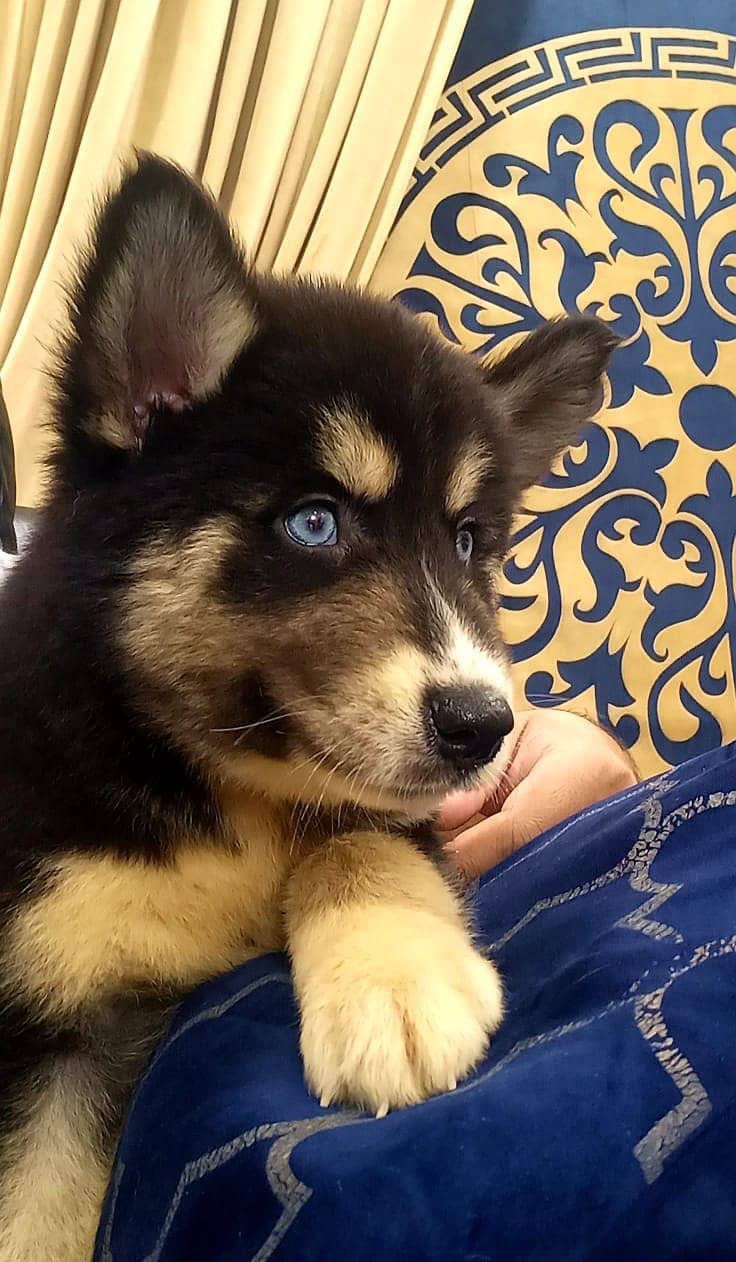 Playful blue eyed husky male and female puppy 6