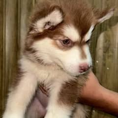 Husky Siberian Puppies