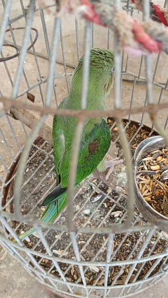 Hybird  raw parrot baby 1