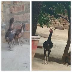 Mianwali male & Vietnam chick pair for sale