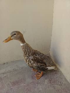 duck for selling