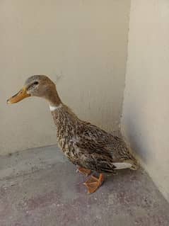 duck