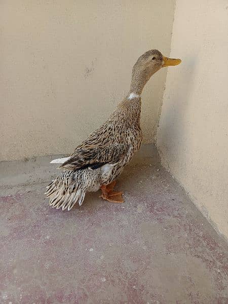 duck for selling 2