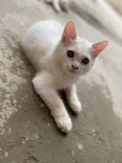 Beautiful Persian Kitten Pair