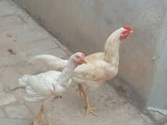 2 Aseel murgh of age 6-7 months for sale on reasonable price