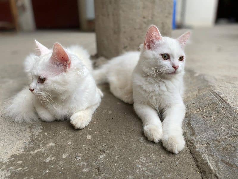 Beautiful Persian Kitten Pair 0