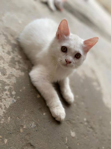 Beautiful Persian Kitten Pair 1