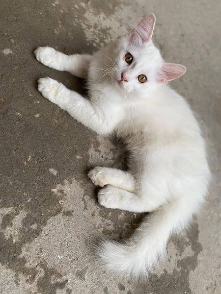 Beautiful Persian Kitten Pair 2