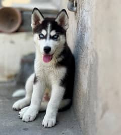 Dog for sale (Siberian husky ) 0