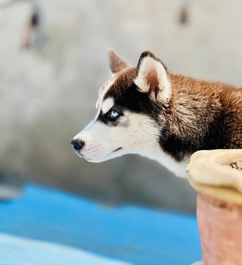 Dog for sale (Siberian husky ) 5