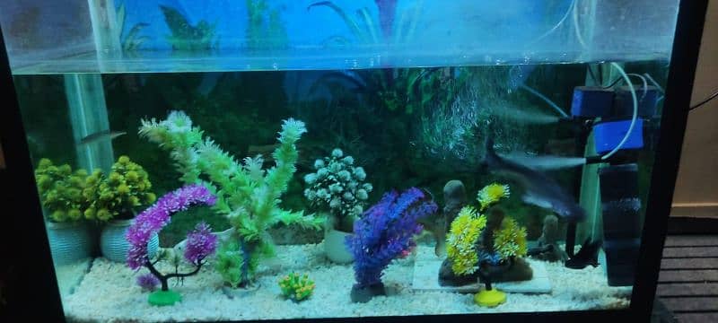 Fish Aquarium 1