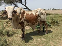 cholistani bull breeder