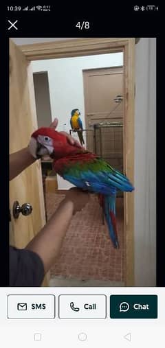 Macaw