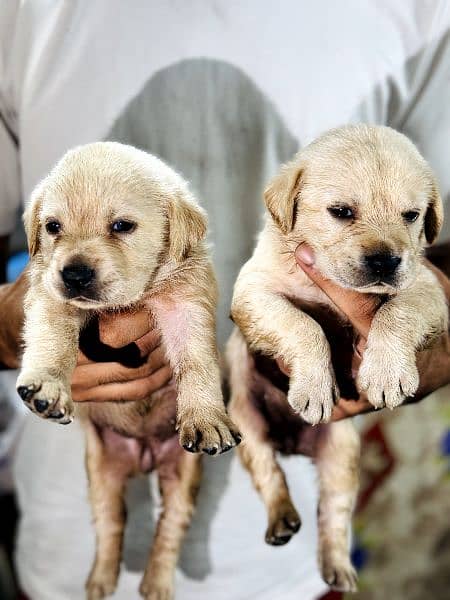 LABRA dog puppy's male and female 4