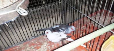 Diamond Pied Dove Breeder Pair For Sale