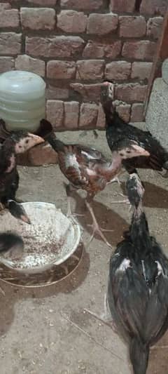 aseel chicks male female  1500 par piece total 7 chicken