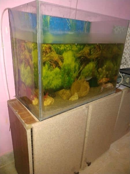 Aquarium with fishes 0