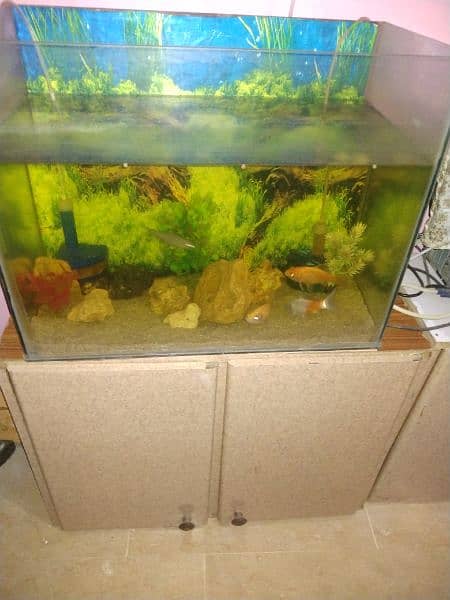 Aquarium with fishes 1