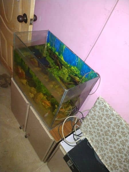 Aquarium with fishes 2