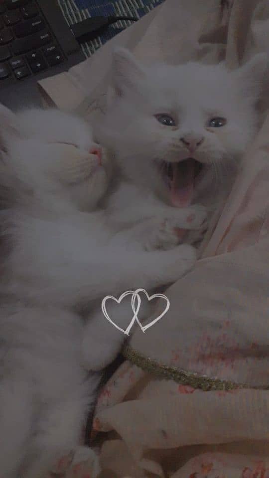 White Persian Kittens Pair 0