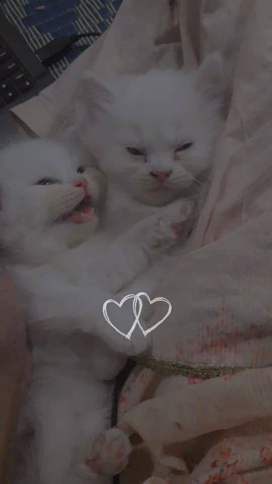 White Persian Kittens Pair 1