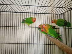 Lovebird 0