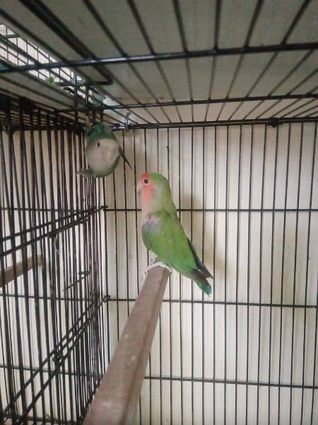 Lovebird 3