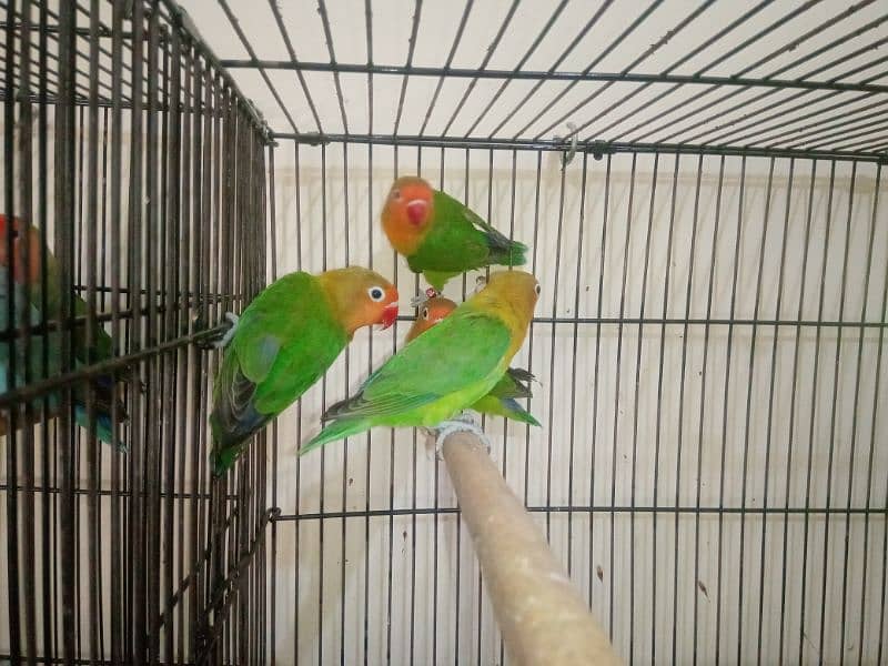 Lovebird 5