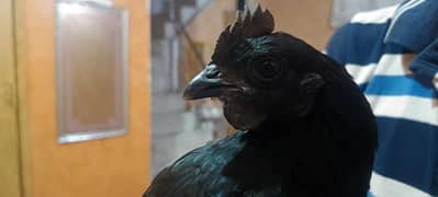 Ayam Cemani

Chicken breed