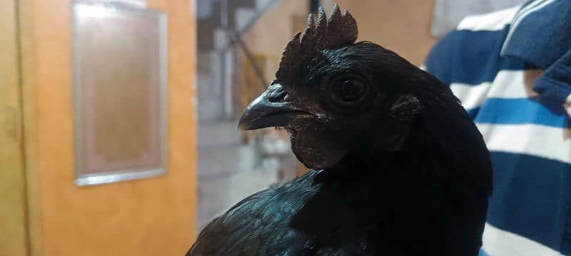 Ayam Cemani

Chicken breed 0