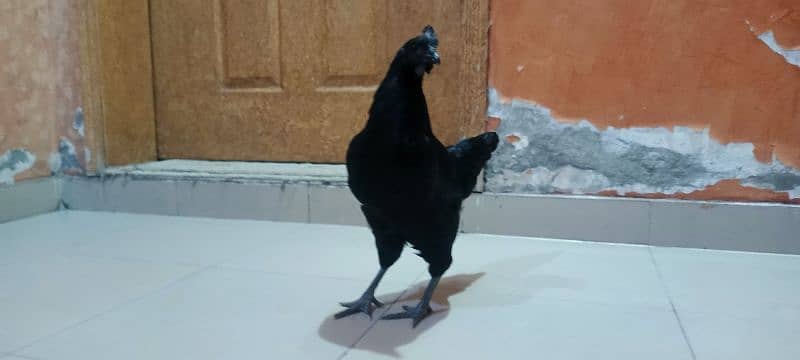 Ayam Cemani

Chicken breed 4