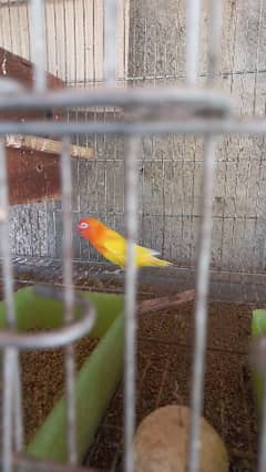 lutino fischeri red eye split blue female 0