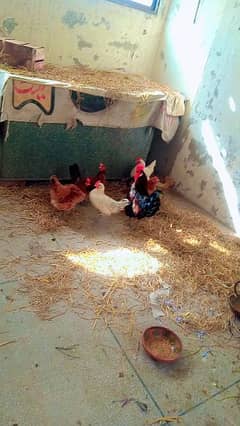 Desi hens for sale