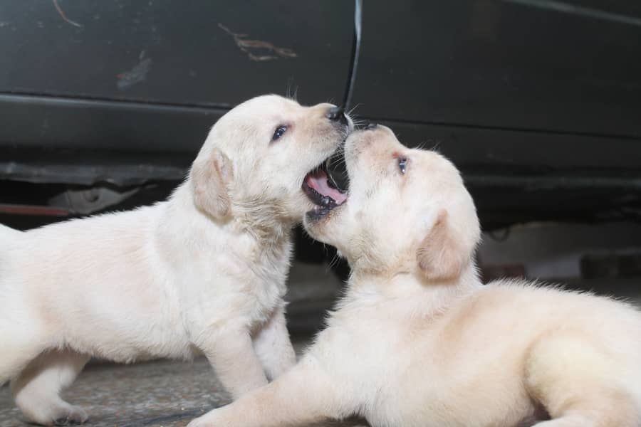 Non Pedigree Labrador 1