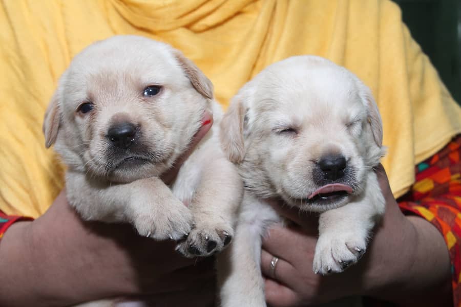 Non Pedigree Labrador 2