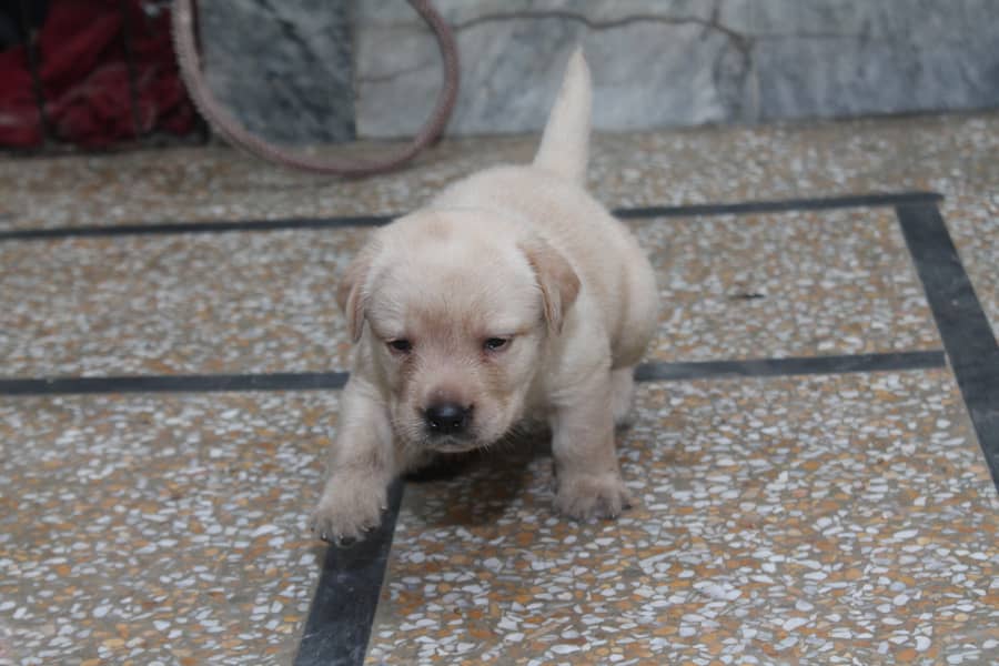 Non Pedigree Labrador 4