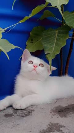 white kitten for sale active and healthy kitten
