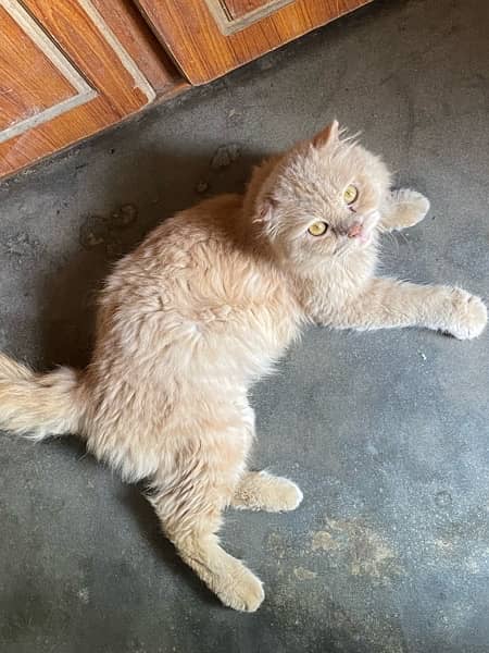 persian male cat age 10 months 3